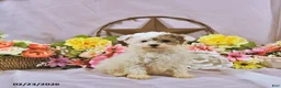Miniature Poodle dogs for sale: Allie - Ad 1