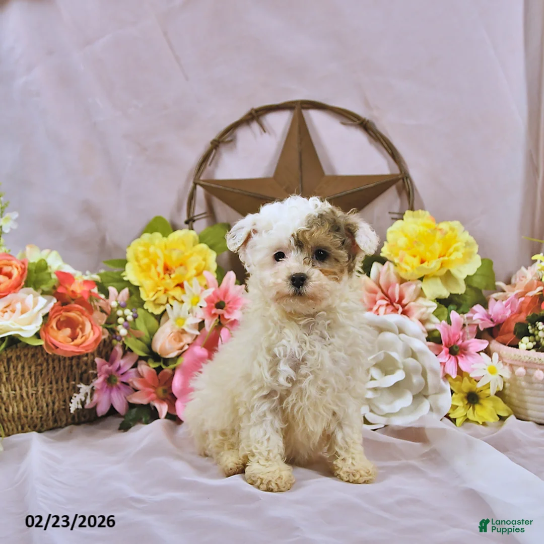 Miniature Poodle dogs for sale: Allie - Ad 1