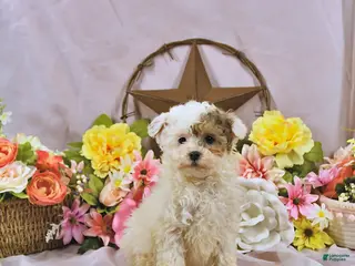 Miniature Poodle dogs for sale: Allie - Ad 2