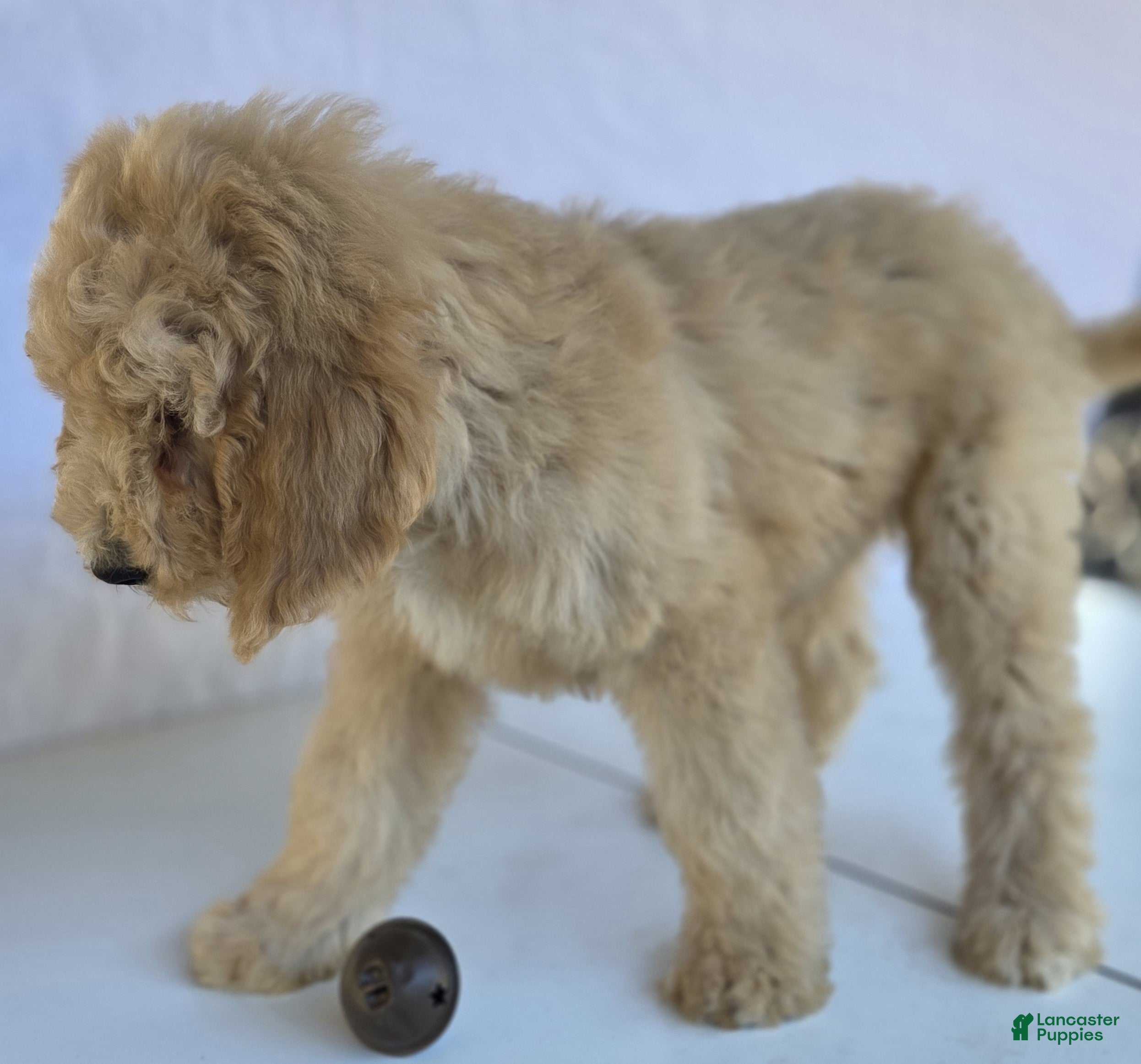 Goldendoodle dogs Simba - Ad 2