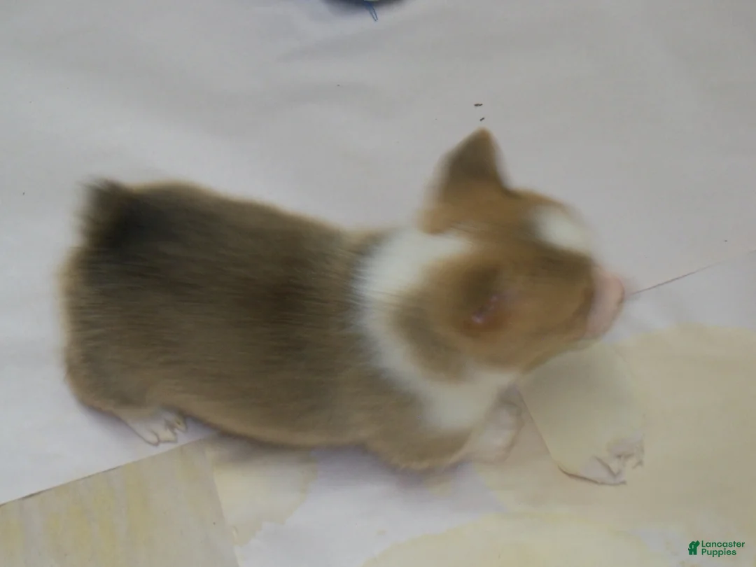 Welsh Corgi Pembroke dogs for sale: Garry...Genetic tested - Ad 3