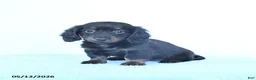 Miniature Dachshund dogs for sale: Sage - Ad 3