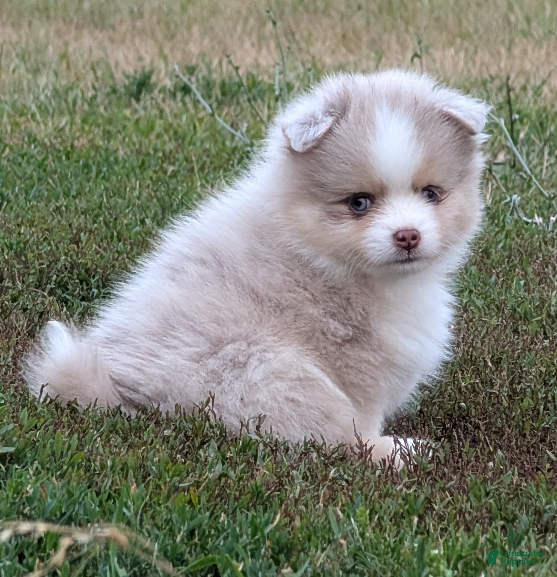 Pomsky dogs Nash  - Ad 34