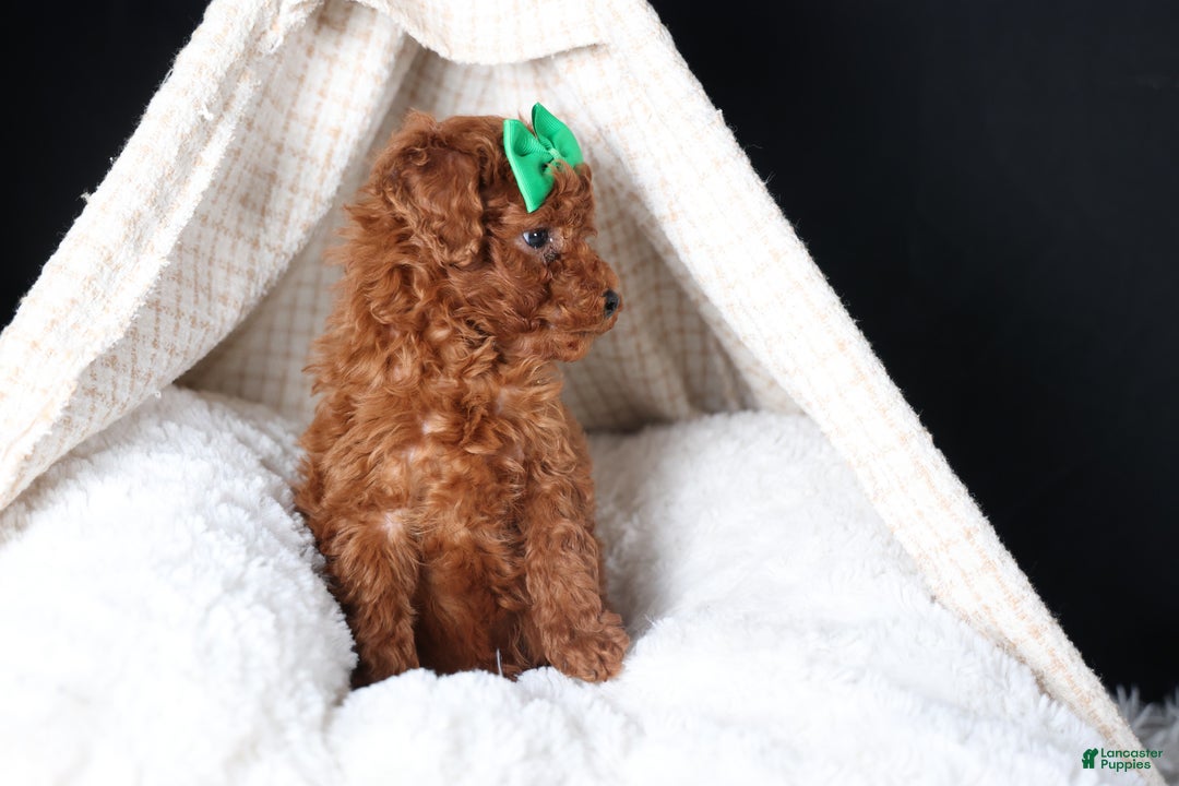 Miniature Poodle dogs for sale: BUSTER - Ad 8