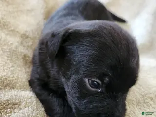 Mixed Breed dogs White Boots Tuxedo - Ad 15