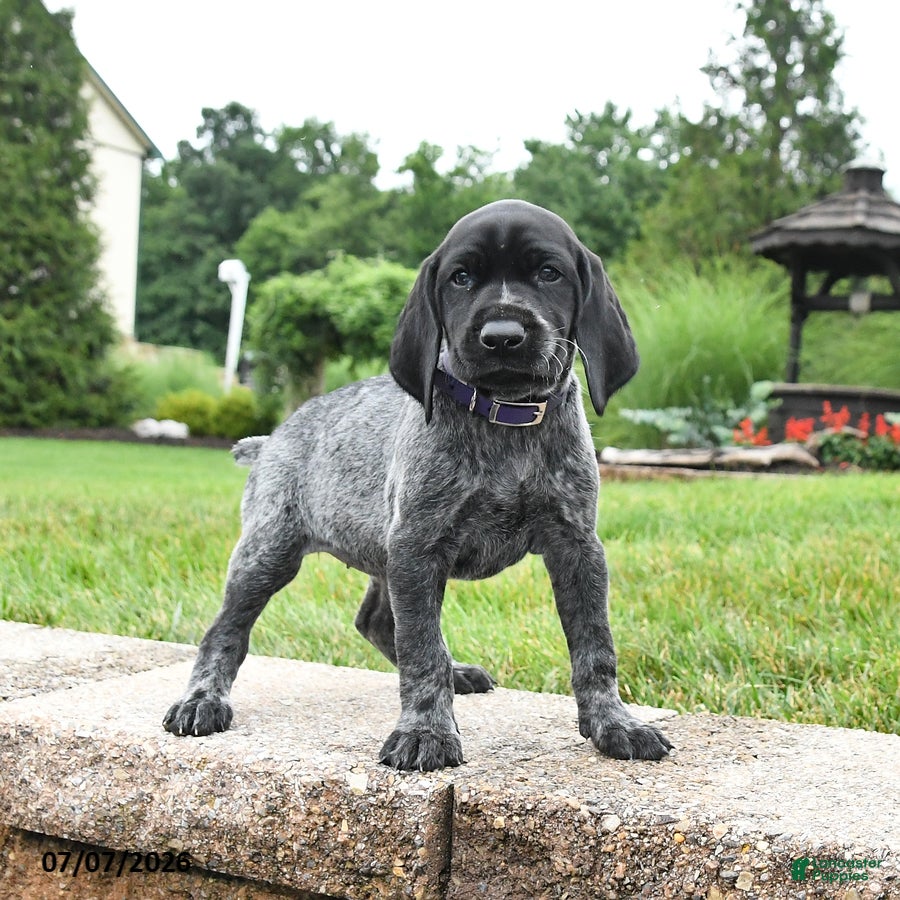 German Shorthaired Pointer dogs Heidi - Ad 1