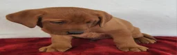 Labrador Retriever dogs for sale: Rowan - Ad 3