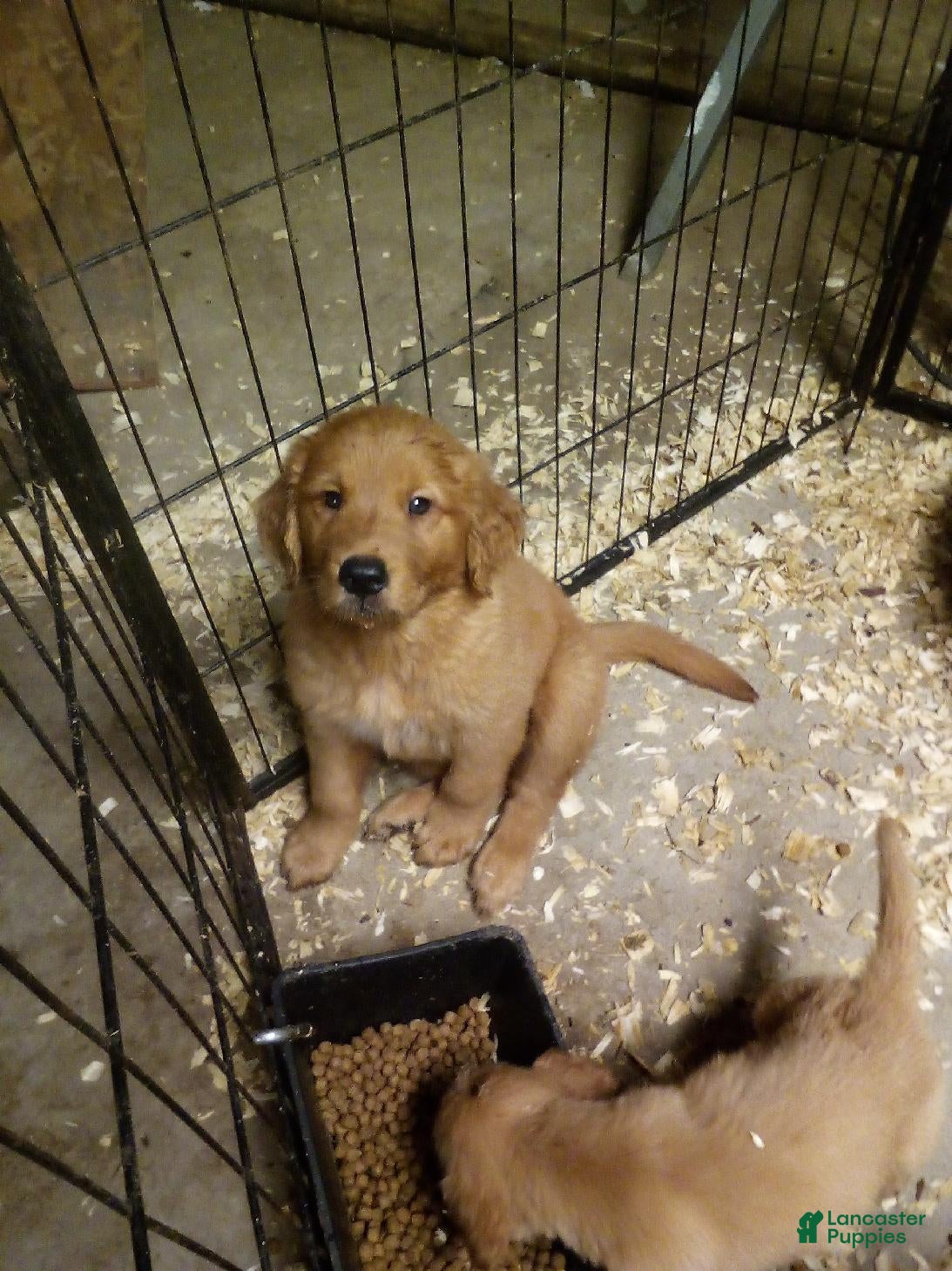 Golden Retriever dogs cody - Ad 12