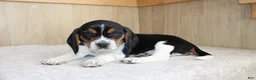 Beagle dogs for sale: Victor - Ad 2