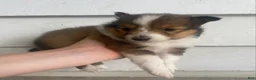 Shetland Sheepdog dogs for sale: Sylvana - Ad 8