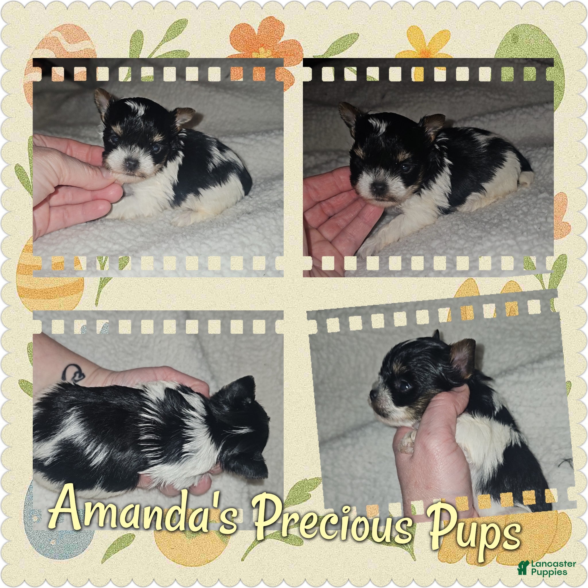 Yorkshire Terrier dogs Yorkshire Terrier Puppy 1 - Ad 1