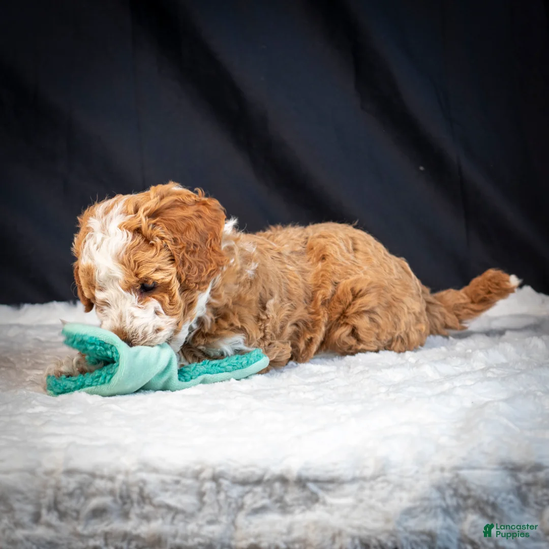 Mini Goldendoodle dogs for sale: Blossom - Ad 4