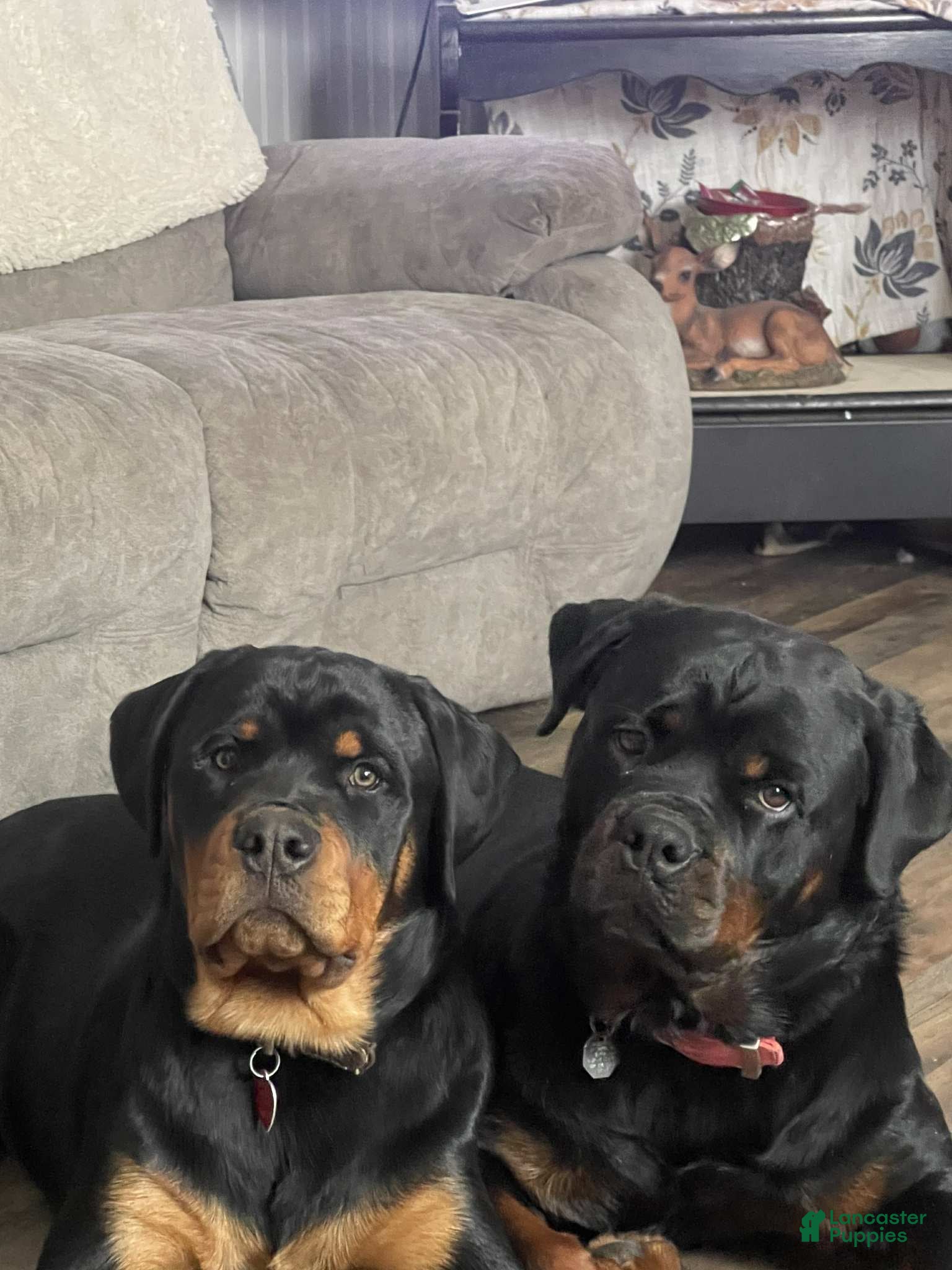 Rottweiler dogs Rottweiler Puppy 3 Cash - Ad 2