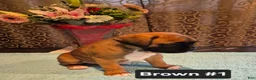 Boxer dogs for sale: Brown #1 - Ad 3