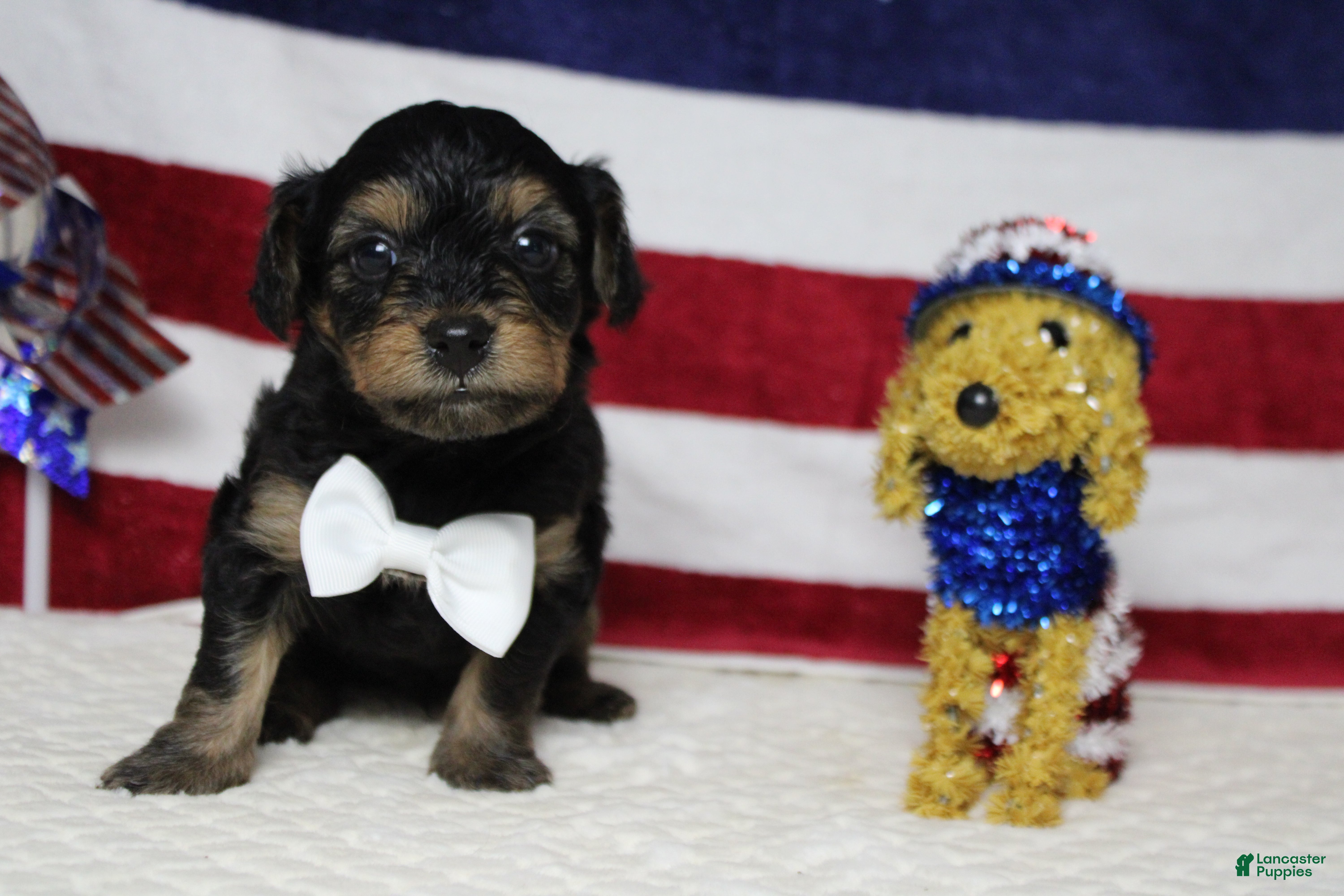 Yorkiepoo dogs Pedro  - Ad 8