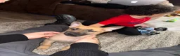 German Shepherd dogs for sale: Kobe - Ad 2
