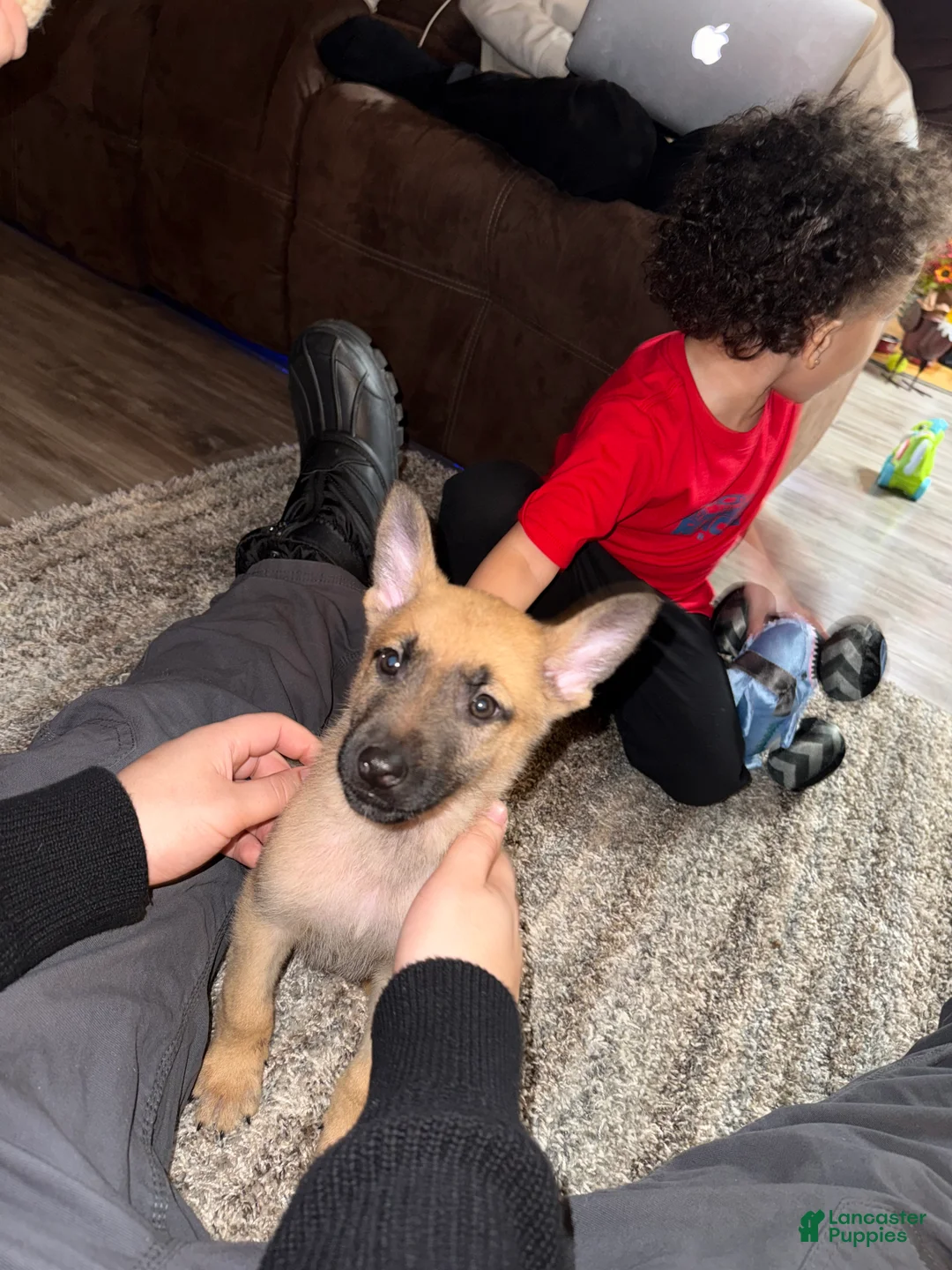 German Shepherd dogs for sale: Kobe - Ad 2