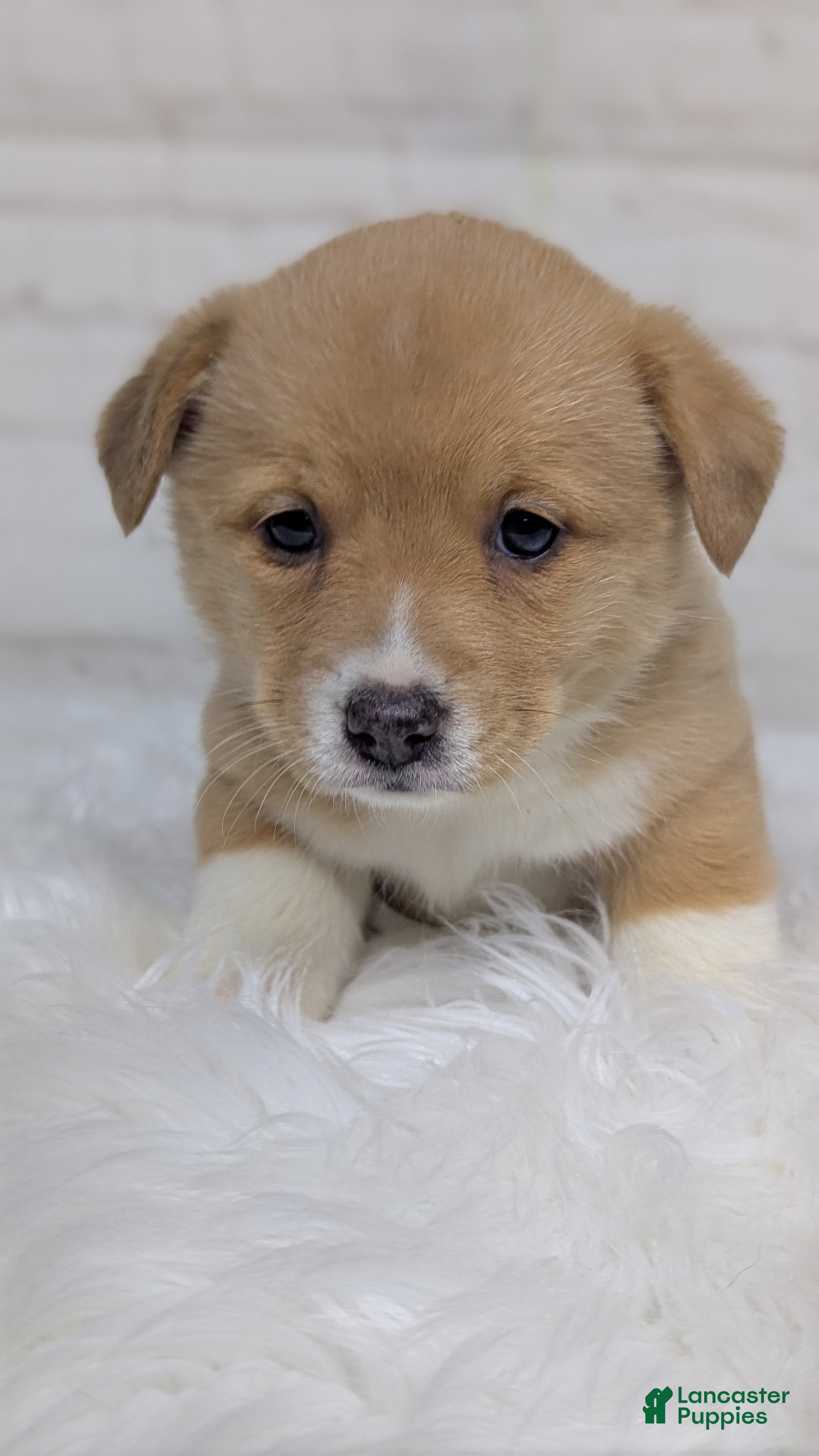 Welsh Corgi Pembroke dogs Gracie  - Ad 13