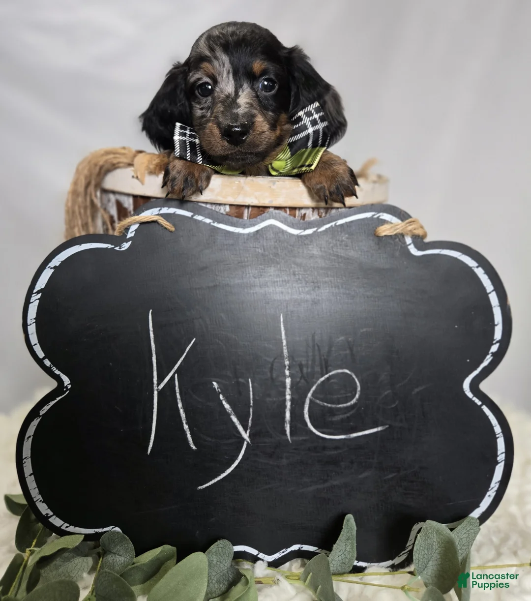 Miniature Dachshund dogs for sale: Kyle - Ad 5