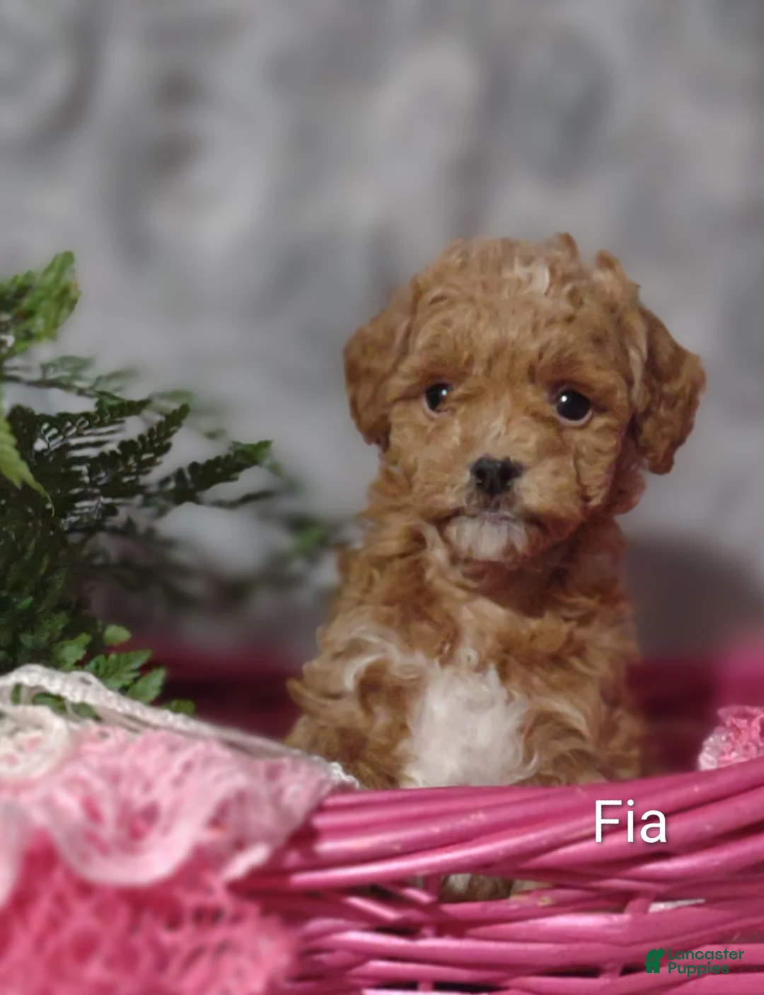 Shihpoo dogs for sale: Fia- on hold - Ad 1