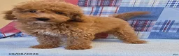 Mini Goldendoodle dogs for sale: Tiffany - Ad 7