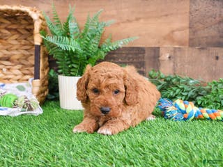 Mini Goldendoodle dogs Tortellini - Ad 42