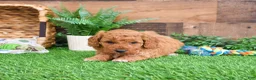 Mini Goldendoodle dogs for sale: Tortellini - Ad 11