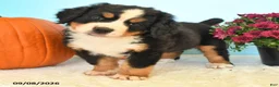 Bernese Mountain Dog dogs for sale: Chad - Ad 3