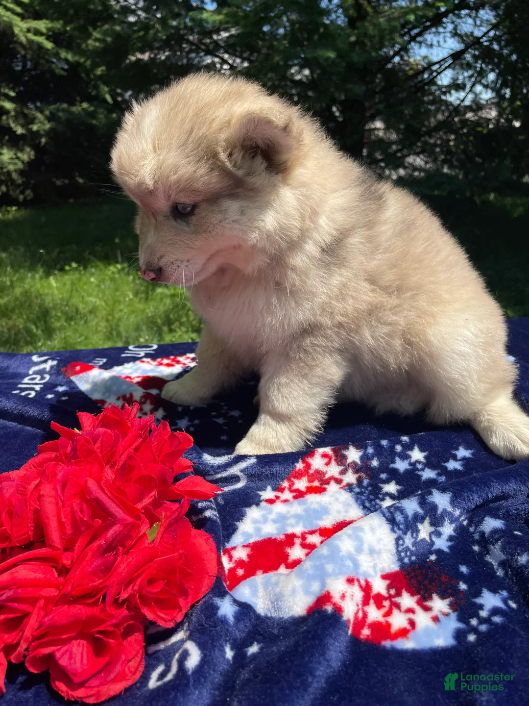 Pomsky dogs for sale: Baron - Ad 4