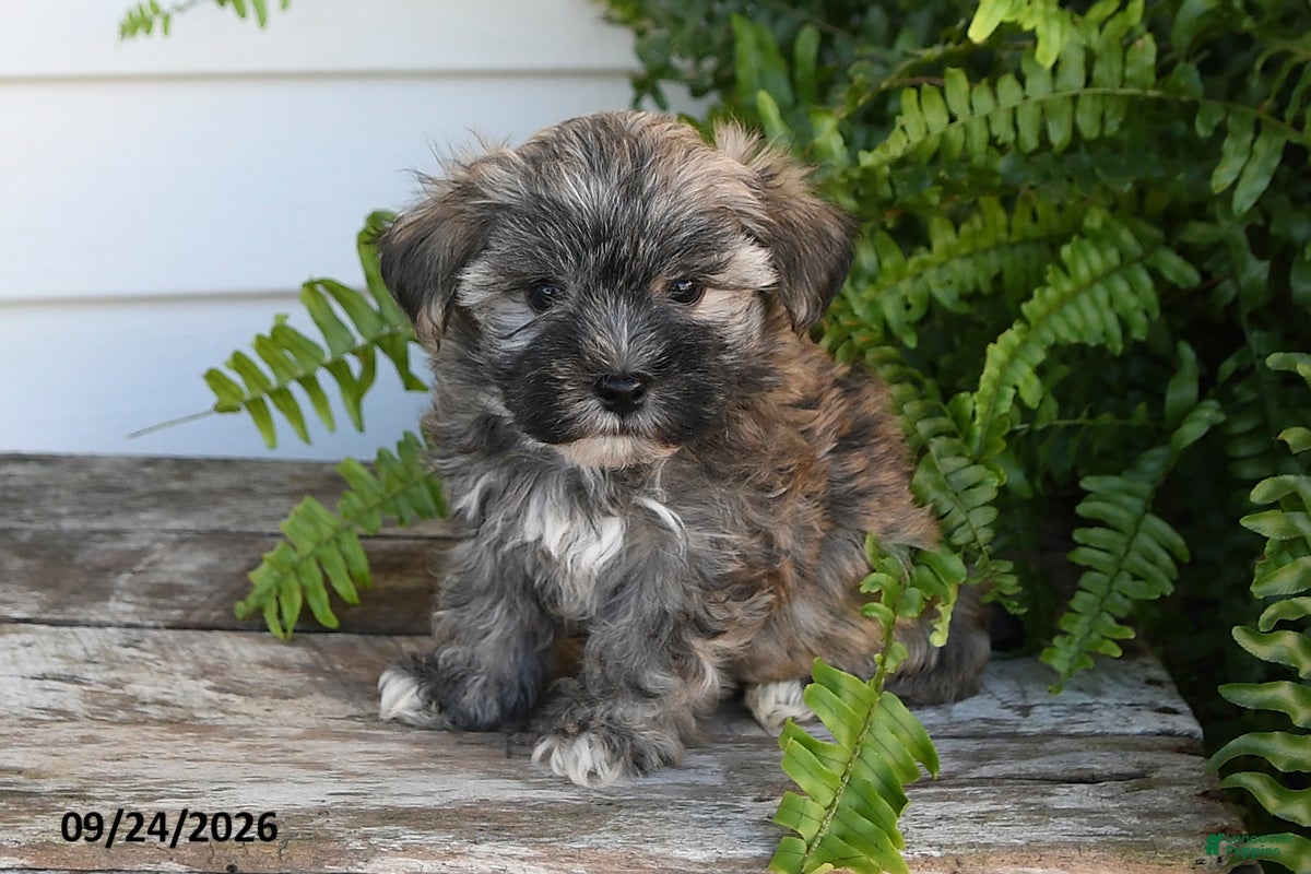 Morkie dogs Binky - Ad 1