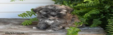 Binky