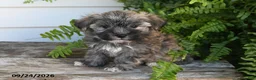 Morkie dogs for sale: Binky - Ad 1