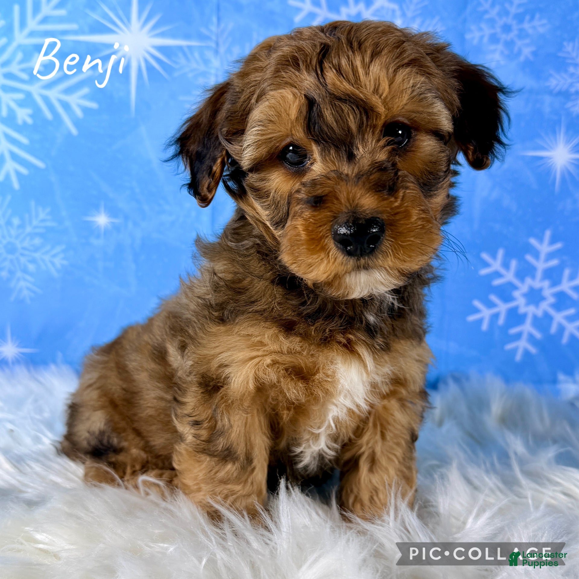 Yorkiepoo dogs Benji - Ad 7
