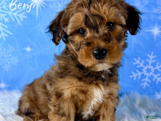 Yorkiepoo dogs Benji - Ad 7