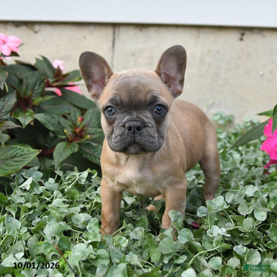 French Bulldog dogs Flora   - Ad 1