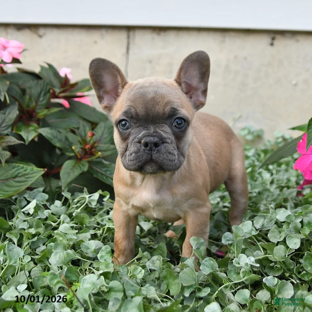 French Bulldog dogs for sale: Flora   - Ad 1