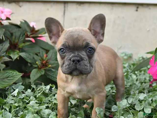 French Bulldog dogs for sale: Flora - Ad 2