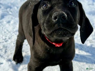 Mixed Breed dogs Red - Ad 13