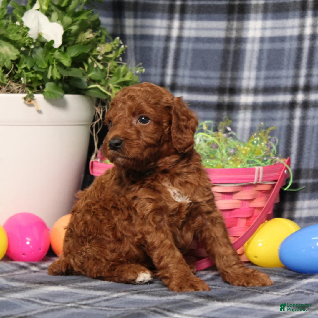 Miniature Poodle dogs for sale: Luke - Ad 4