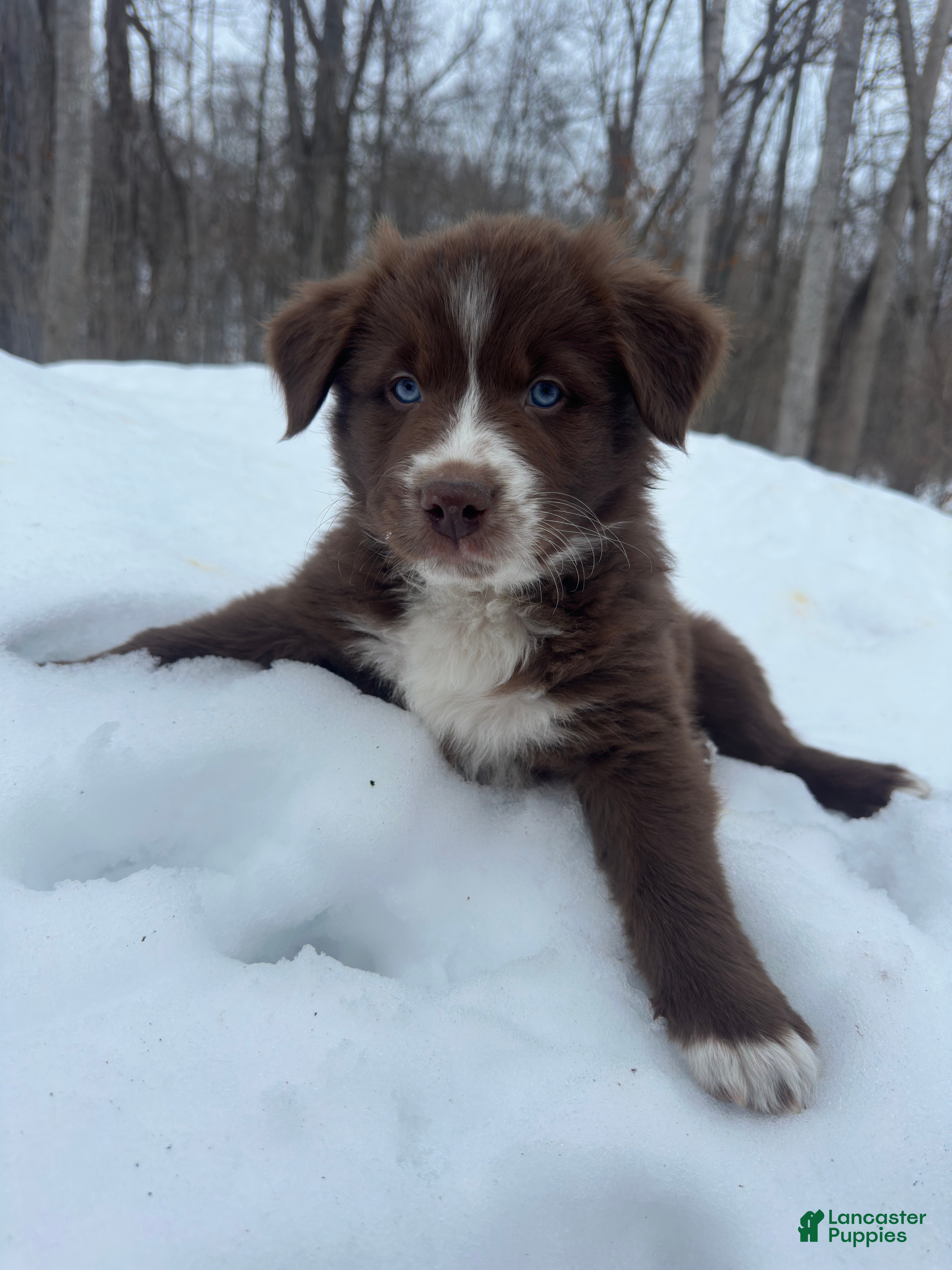 Miniature Australian Shepherd dogs Lucky - Ad 22