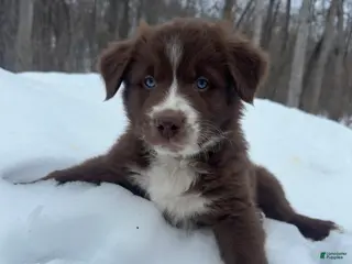 Miniature Australian Shepherd dogs Lucky - Ad 22