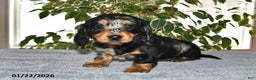 Miniature Dachshund dogs for sale: Daisy - Ad 4