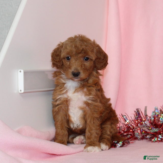 Mini Goldendoodle dogs Angel - Ad 2