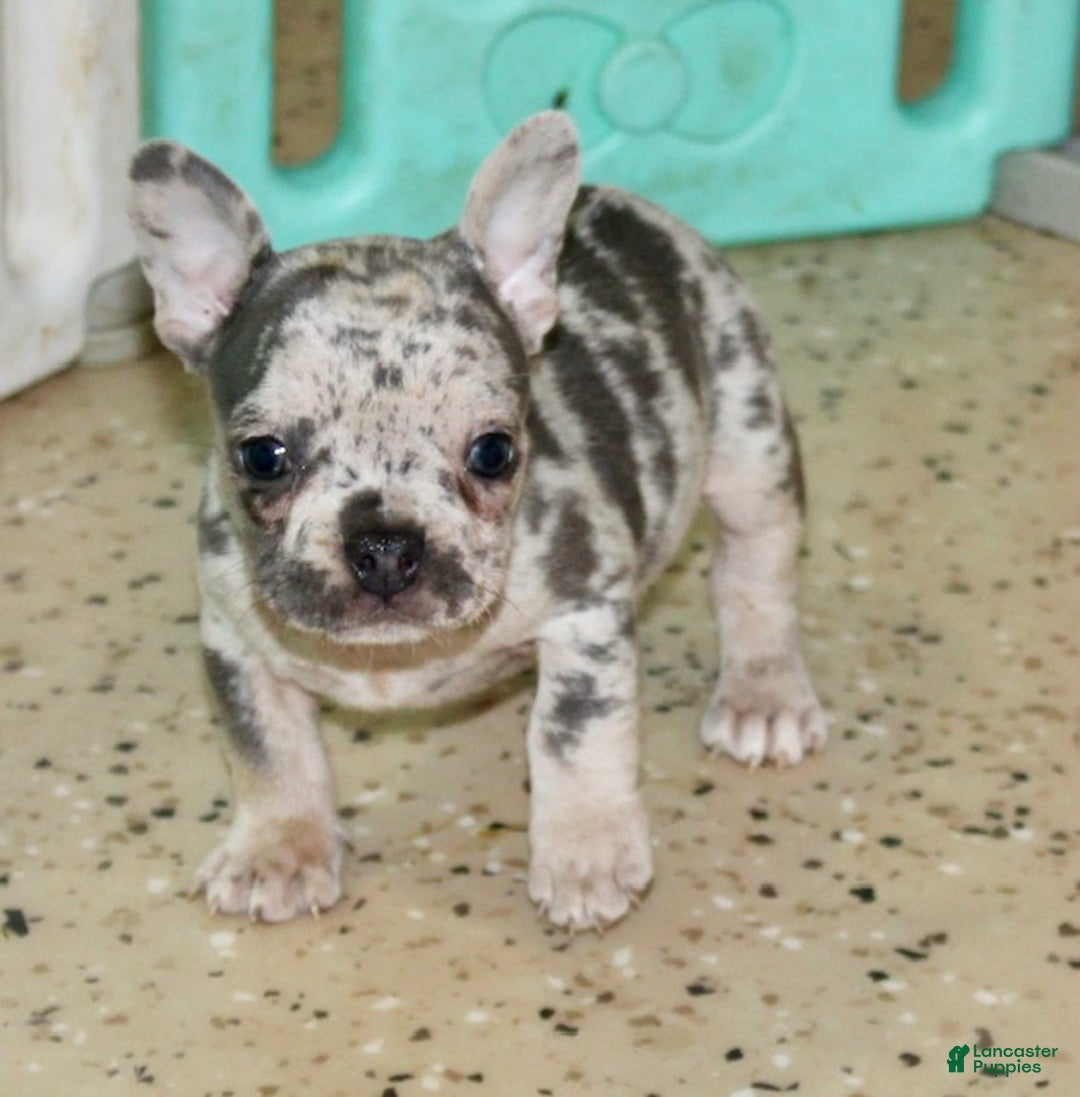 French Bulldog dogs for sale: Nola - Ad 3