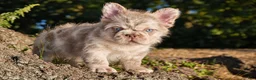 French Bulldog dogs for sale: O’CONNER Isabella Merle Floodle fluffy male  - Ad 1