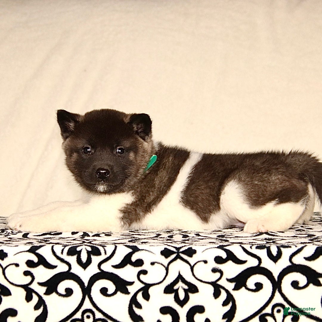 Akita dogs for sale: Adrian - Ad 3