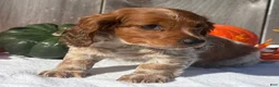 Miniature Dachshund dogs for sale: Forrest - Ad 6