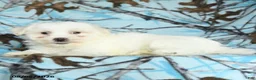 Maltese dogs for sale: Ivan - Ad 4