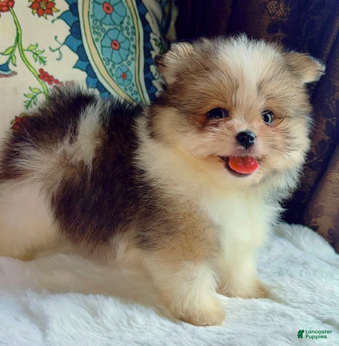 Mixed Breed dogs for sale: Designer Breed Yorkishire Terrier, Pomeranian Mix Puppy Male Ace - Ad 11