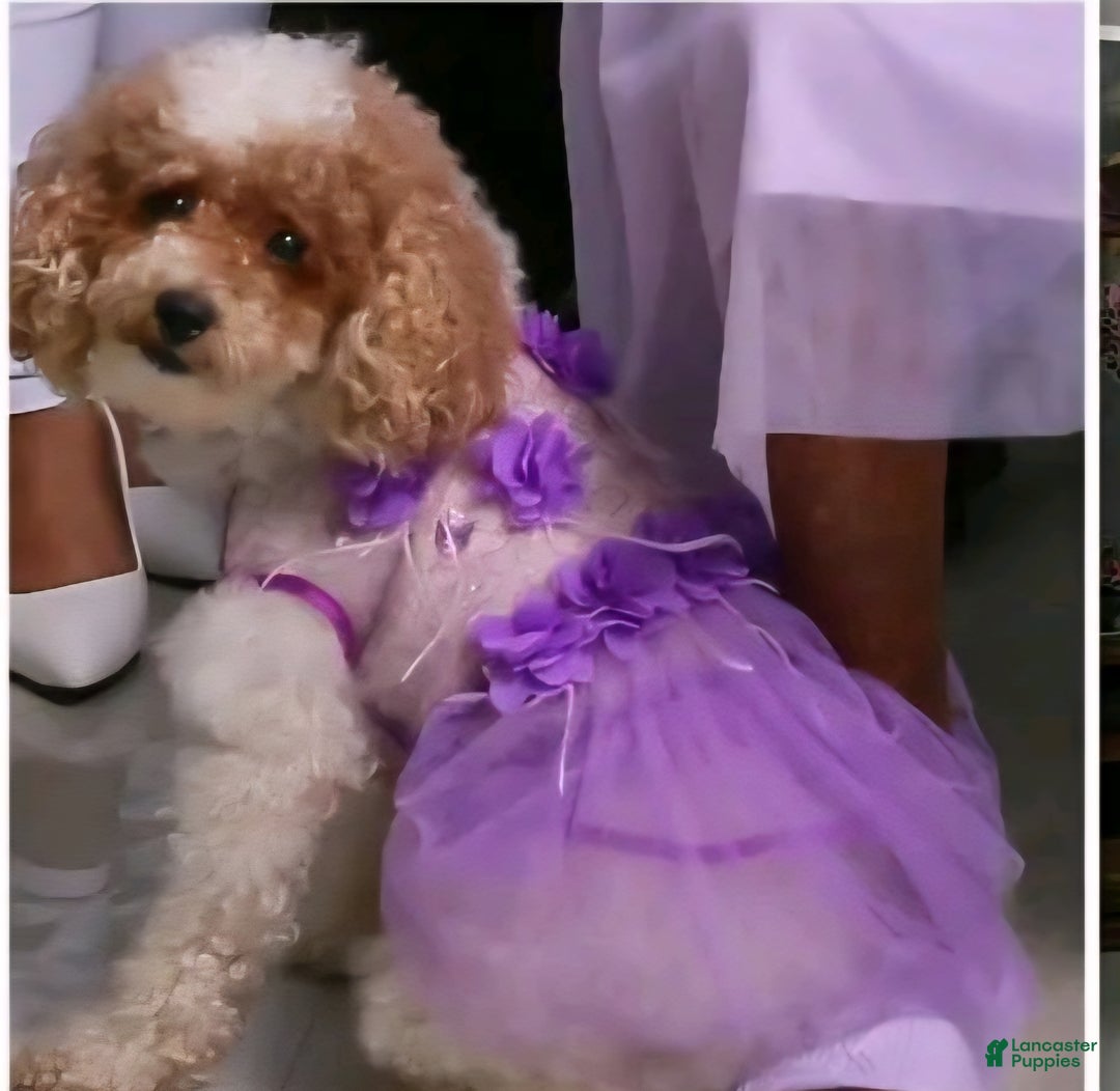 Cavapoo dogs for sale: Pharoah - Ad 2